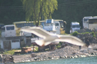 Seagull Photo Gallery 12 (Bartin, Amasra)