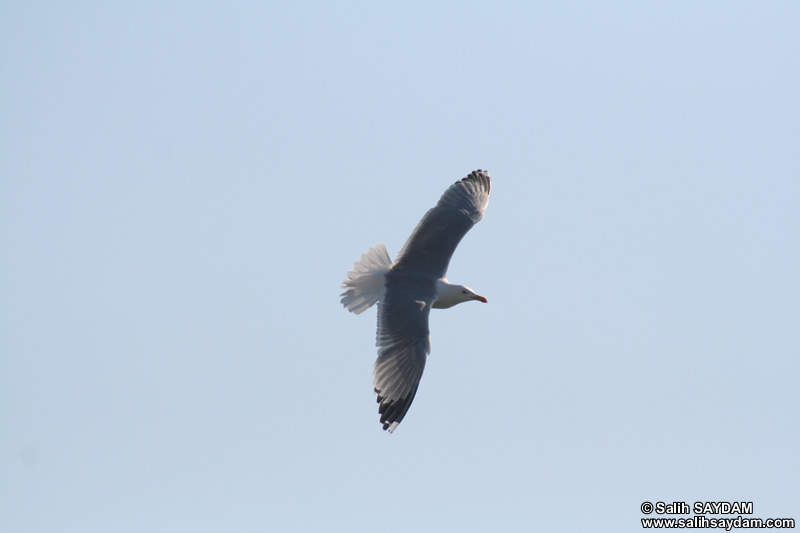 Seagull Photo Gallery 13 (Bartin, Amasra)