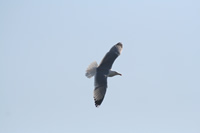 Seagull Photo Gallery 13 (Bartin, Amasra)