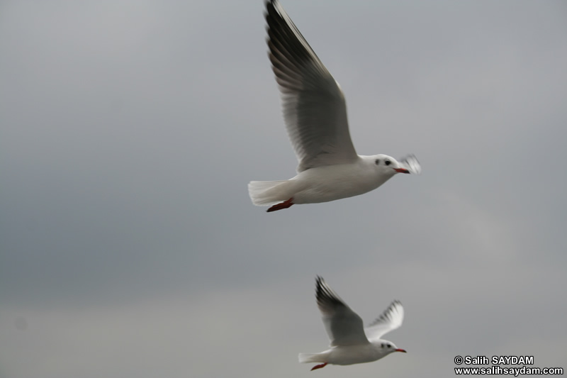 Seagull Photo Gallery 14 (Istanbul)