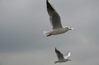 Seagull Photo Gallery 14 (Istanbul)