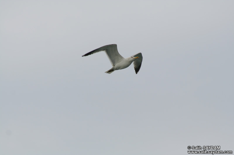 Seagull Photo Gallery 15 (Yalova-Pendik Ferry)