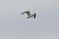 Seagull Photo Gallery 15 (Yalova-Pendik Ferry)