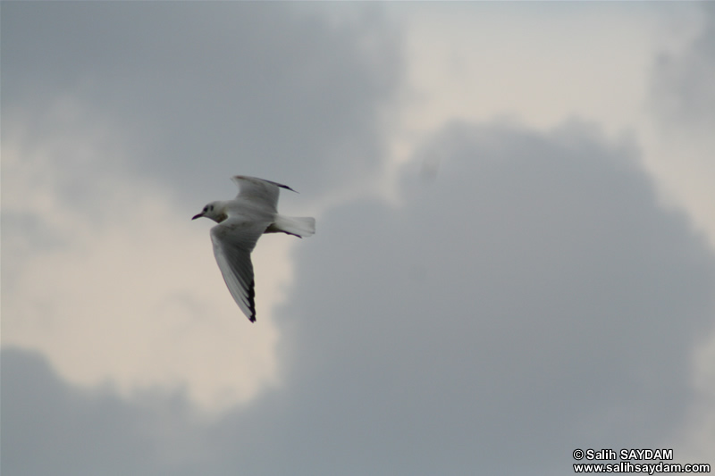 Seagull Photo Gallery 2 (Kocaeli, Golcuk, Degirmendere)