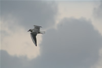 Seagull Photo Gallery 2 (Kocaeli, Golcuk, Degirmendere)