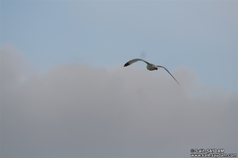 Seagull Photo Gallery 3 (Kocaeli, Golcuk, Degirmendere)