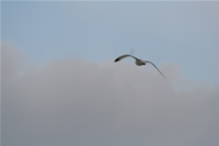 Seagull Photo Gallery 3 (Kocaeli, Golcuk, Degirmendere)