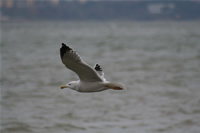 Seagull Photo Gallery 4 (Kocaeli, Golcuk, Degirmendere)