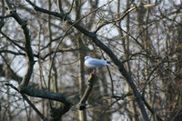 Seagull Photo Gallery 5 (Denmark, Copenhagen)