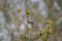 Blue Tit Photo Gallery (Cardiff, Whales, United Kingdom)