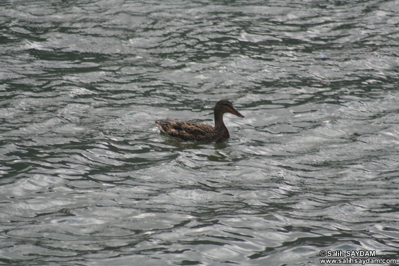 Duck Photo Gallery 5 (Trabzon, Uzungol)