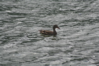 Duck Photo Gallery 5 (Trabzon, Uzungol)