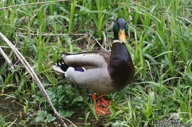 Duck Photo Gallery 6 (Trabzon, Uzungol)