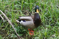 Duck Photo Gallery 6 (Trabzon, Uzungol)