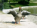 Ankara, Altınpark