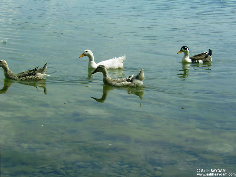 Duck Photo Gallery 1 (Sakarya, Lake of Sapanca)