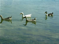 Duck Photo Gallery 1 (Sakarya, Lake of Sapanca)