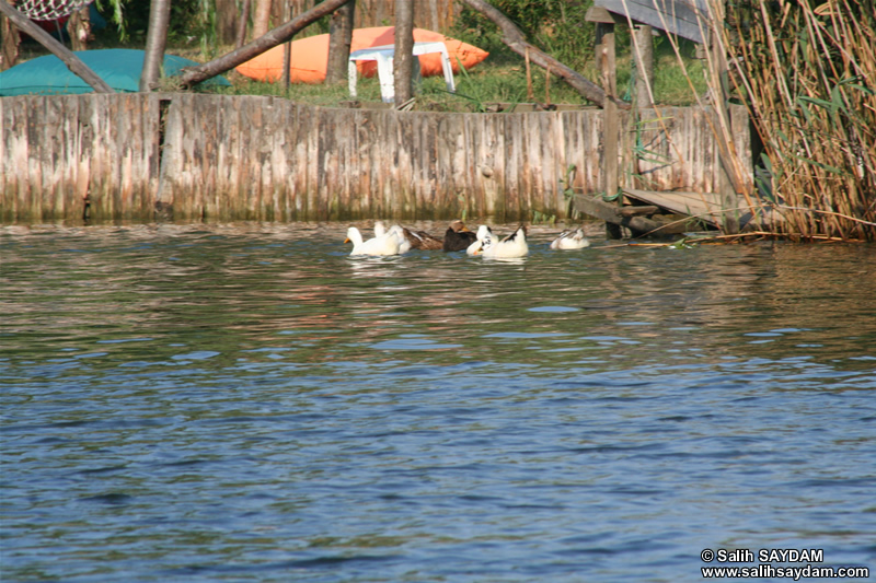 Duck Photo Gallery 2 (Istanbul, Agva)