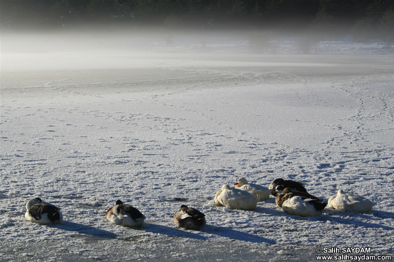 Duck Photo Gallery 3 (Bolu, Lake of Kaya)