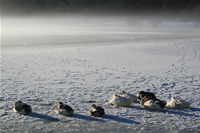 Duck Photo Gallery 3 (Bolu, Lake of Kaya)