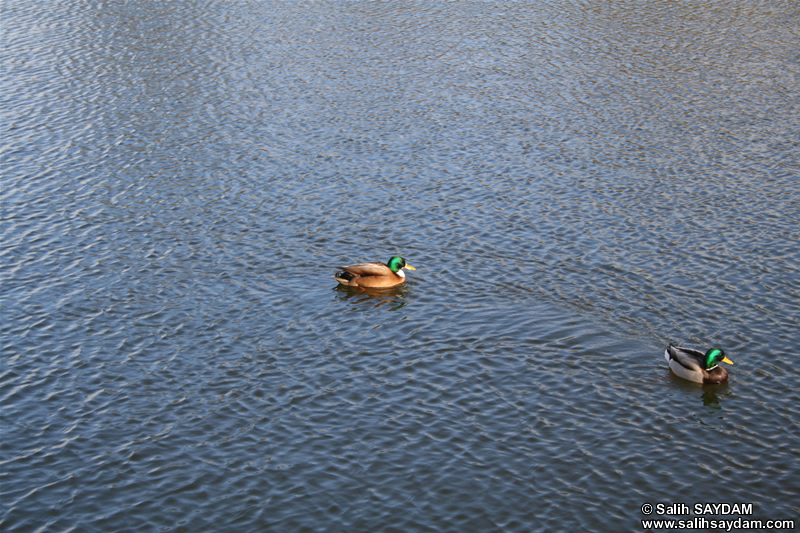 Duck Photo 4 (Denmark, Copenhagen)