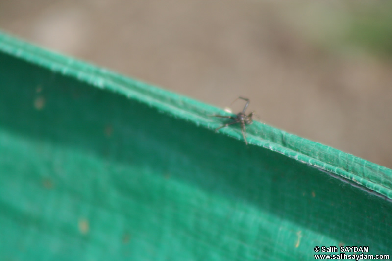 Spider Photo Gallery (Ankara, Lake of Eymir)