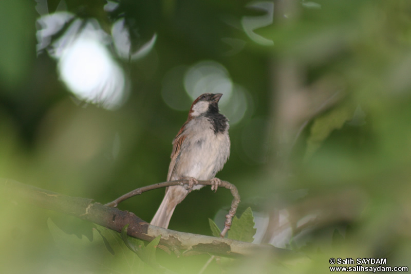 Sparrow Photo Gallery 5 (Mersin, Sarlak)