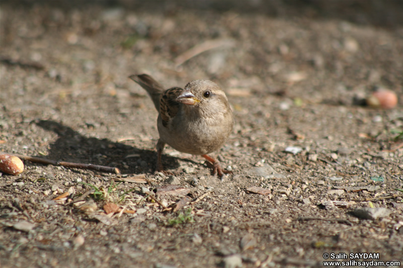 Sparrow Photo Gallery 1 (Ankara, Lake of Eymir)