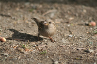 Sparrow Photo Gallery 1 (Ankara, Lake of Eymir)
