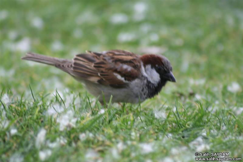 Sparrow Photo Gallery 2 (Ankara, Lake of Eymir)