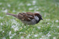 Sparrow Photo Gallery 2 (Ankara, Lake of Eymir)
