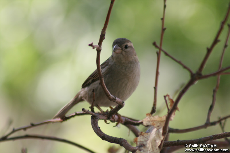 Sparrow Photo Gallery 3 (Ankara, Lake of Eymir)