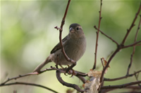 Sparrow Photo Gallery 3 (Ankara, Lake of Eymir)