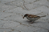 Sparrow Photo Gallery 4 (Mersin, Silifke)