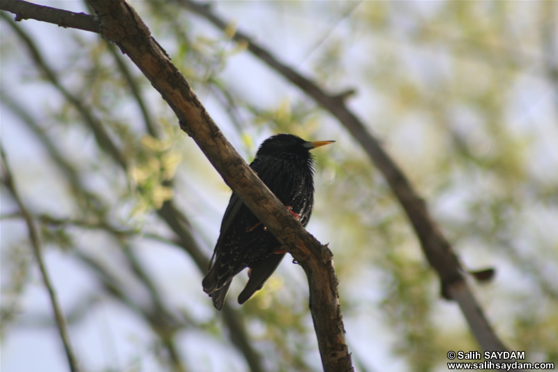 Starling Photo Gallery (Ankara, Lake of Eymir)