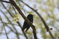 Starling Photo Gallery (Ankara, Lake of Eymir)