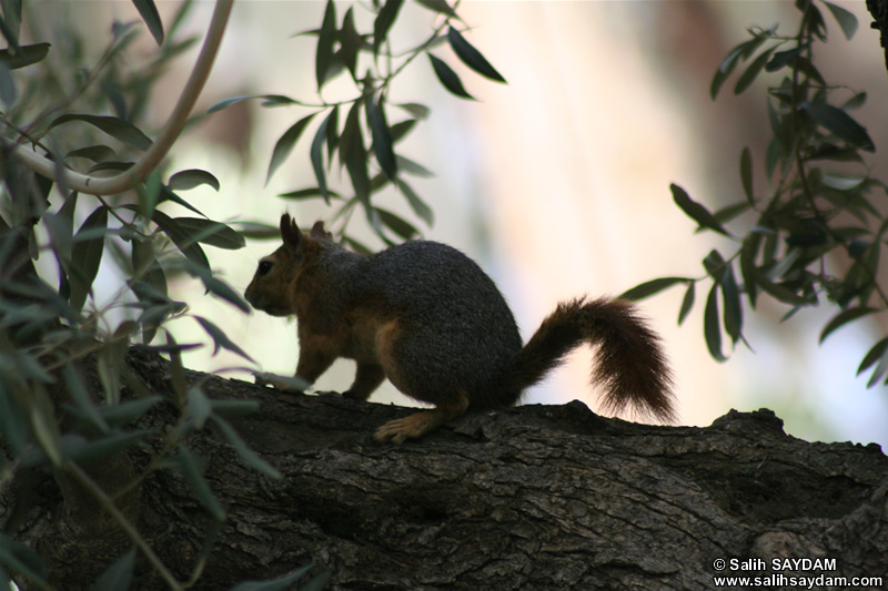 Squirrel Photo Gallery 2 (Izmir, Selcuk, Meryem Ana)