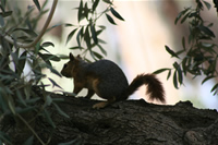 Squirrel Photo Gallery 2 (Izmir, Selcuk, Meryem Ana)