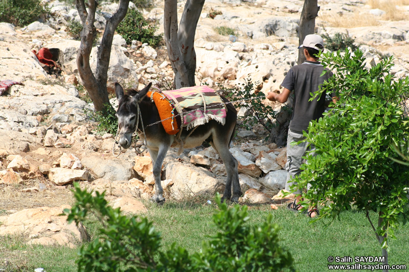 Foal Photo Gallery (Mersin, Silifke, Astim Cave)