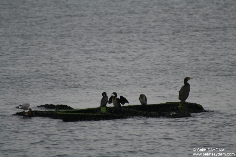 Pygmy Cormorant and Black-headed Gull Photo Gallery (Kocaeli, Golcuk, Degirmendere)