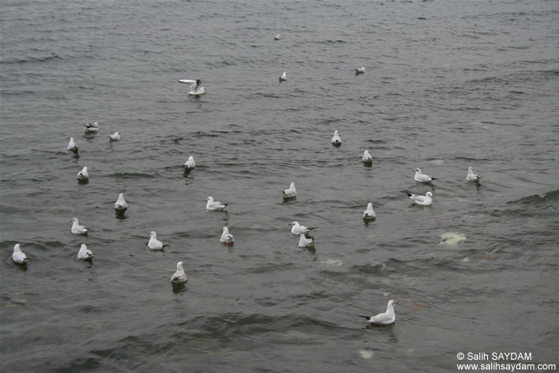 Black-headed Gull Photo Gallery (Kocaeli, Golcuk, Degirmendere)