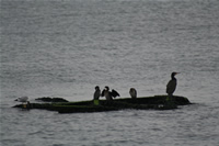 Pygmy Cormorant and Black-headed Gull Photo Gallery (Kocaeli, Golcuk, Degirmendere)