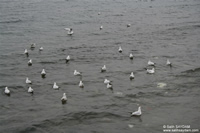 Black-headed Gull Photo Gallery (Kocaeli, Golcuk, Degirmendere)