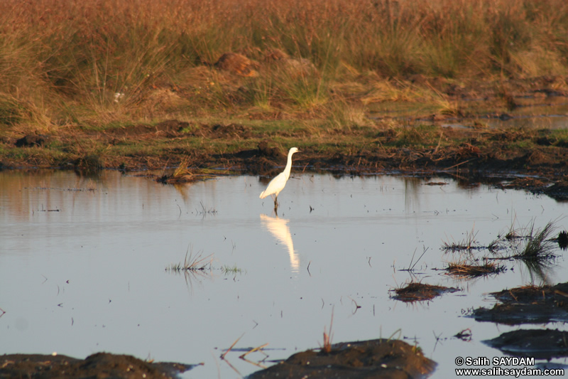 Little Egret Photo Gallery 1 (Samsun)