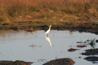 Little Egret Photo Gallery 1 (Samsun)