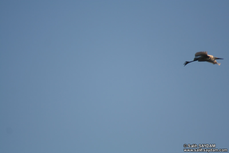 Little Egret Photo Gallery 2 (Samsun)