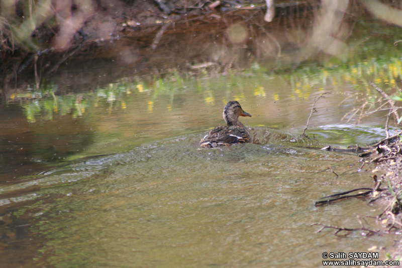 Duck Photo Gallery 7 (Cardiff, Whales, United Kingdom)