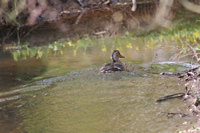 Duck Photo Gallery 7 (Cardiff, Whales, United Kingdom)