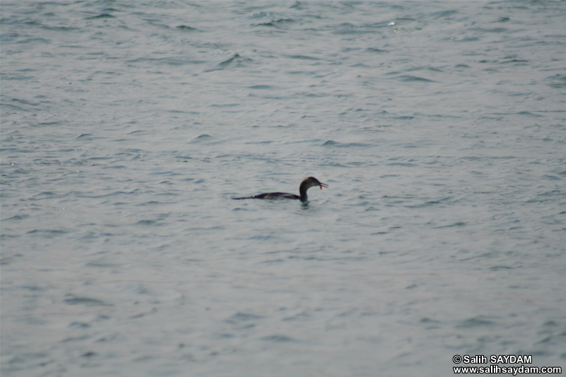 Waterbird Photo Gallery 2 (Istanbul, Kanlica)