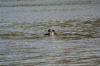 Great Crested Grebe Photo Gallery 1 (Ankara, Lake of Eymir)